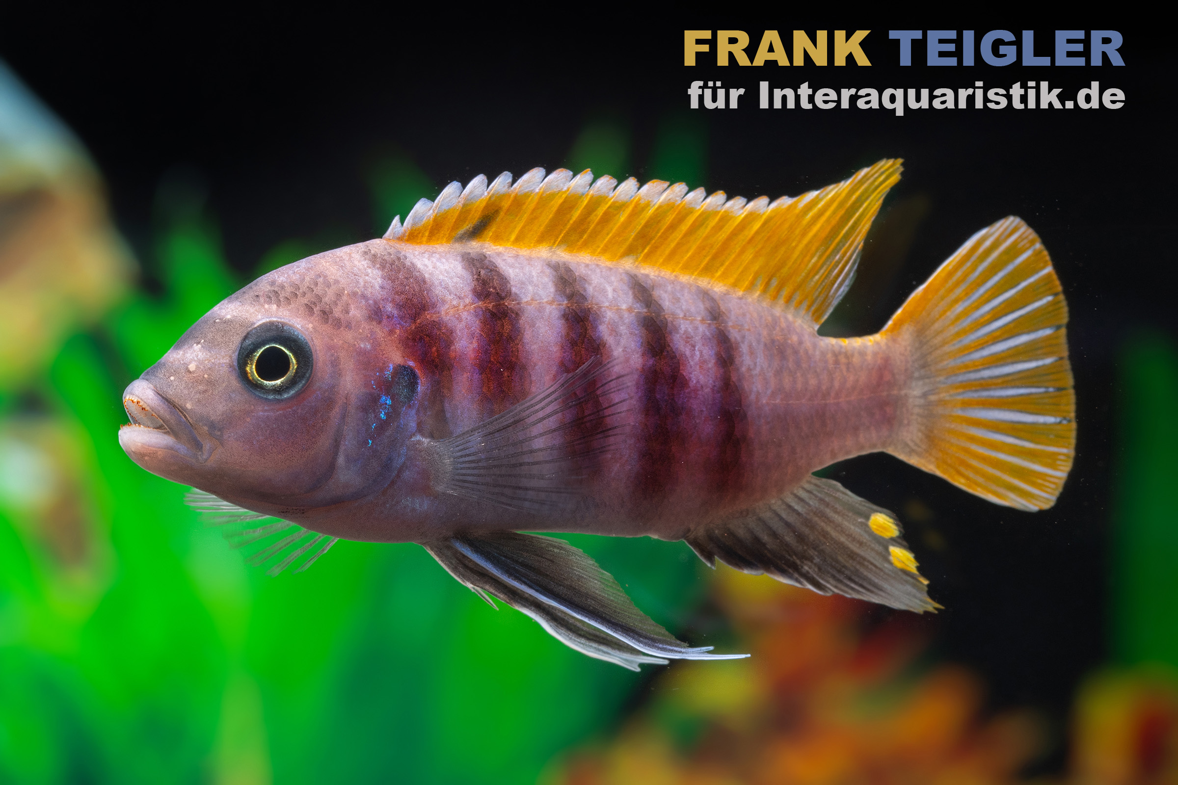 Nahaufnahme eines farbigen Buntbarschs im Aquarium